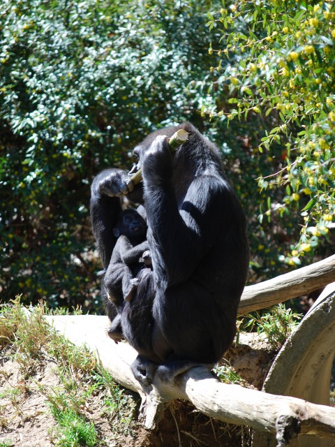 Baby & Mother Gorilla