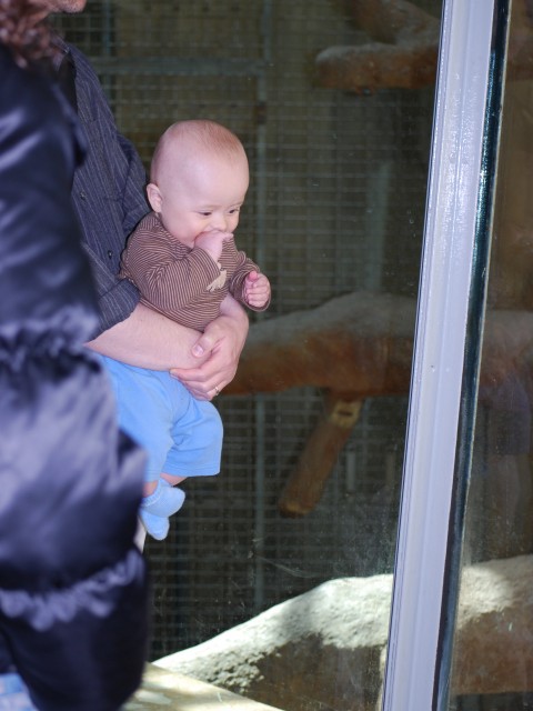 Baby watches gorilla