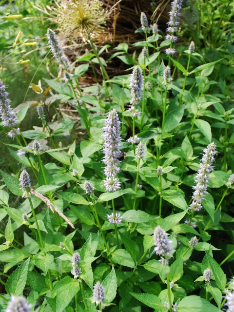 Bumblebee pollinates flower