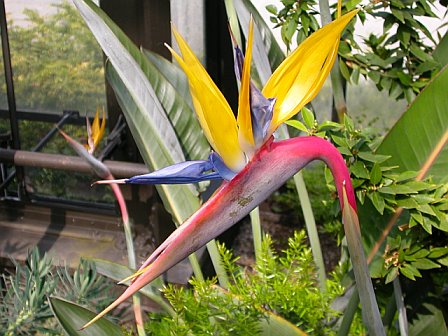 Bird of Paradise