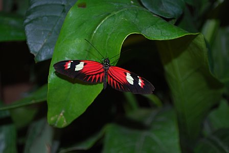Monarch Butterfly