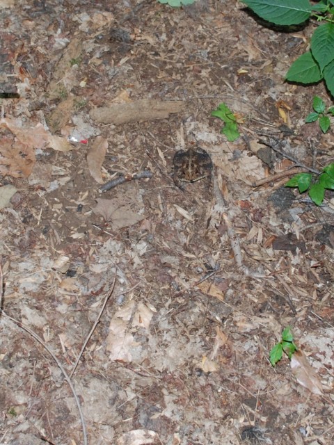 Camouflaged Toad