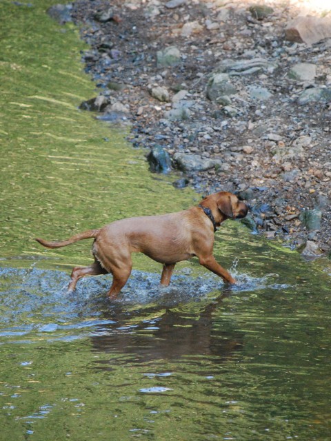 Dogs love wading in water