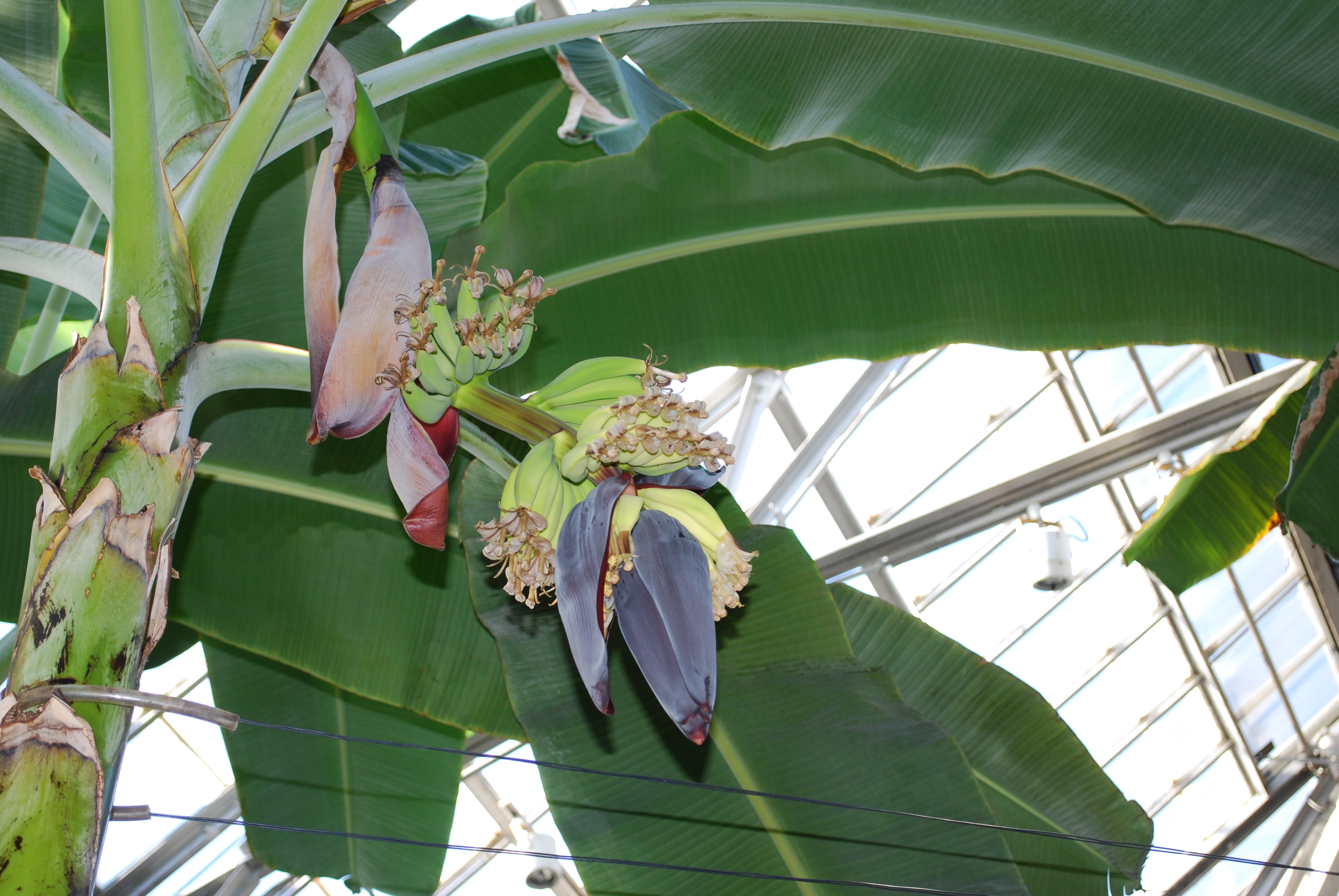 Flowering Bananas Storytellers
