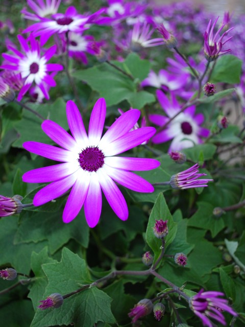 Purple and White Flowers