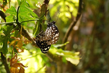 Butterfly Just Hanging Around