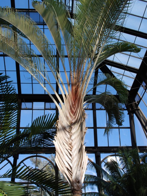Indoor Palm Trees, Longwood Gardens Conservatory