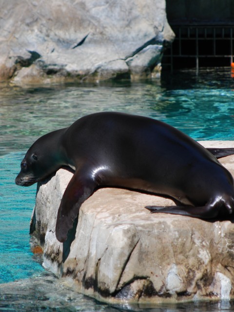 Lazy Sunbathing Seal, National Zoo