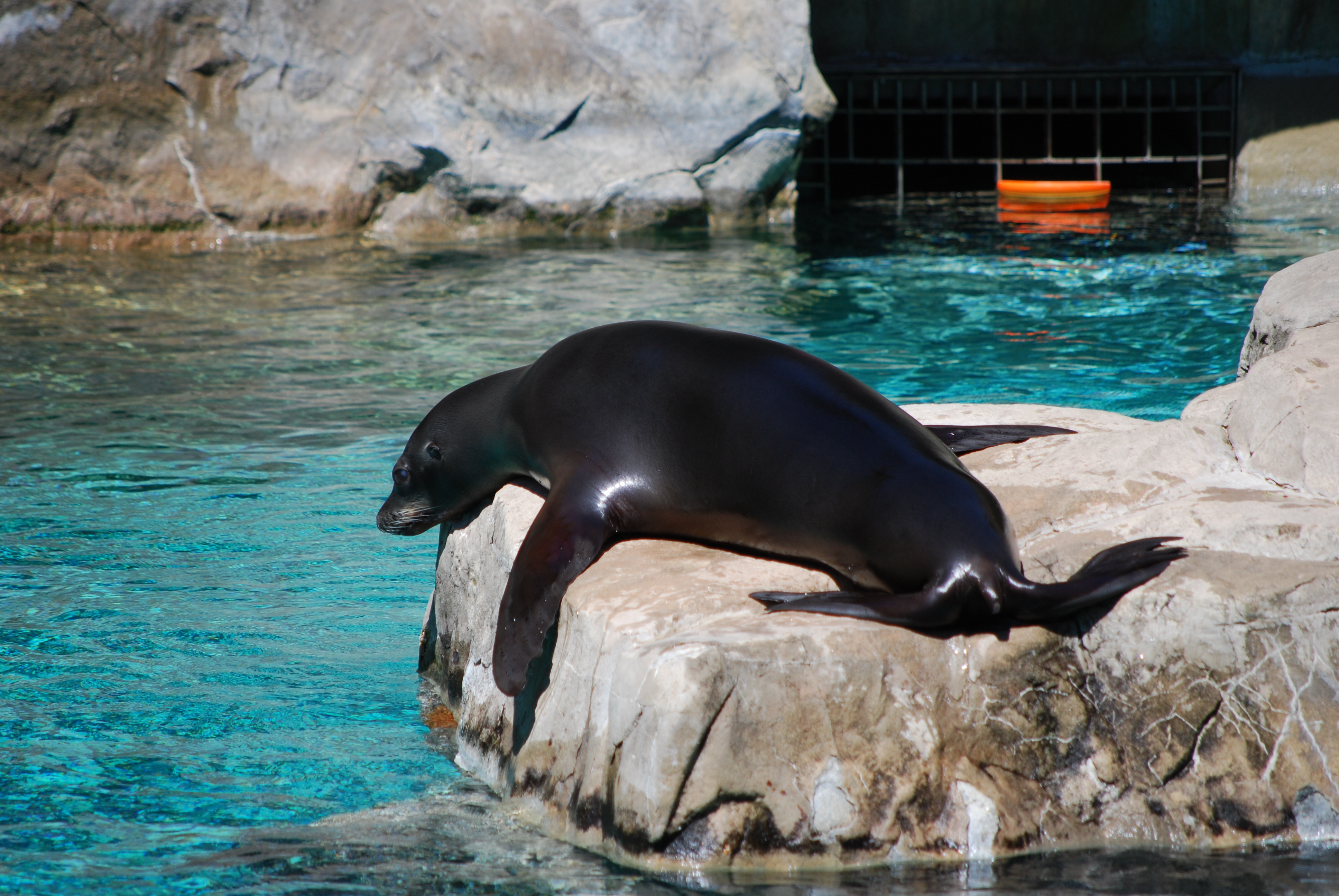 Lazy Seal, National Zoo | Storytellers