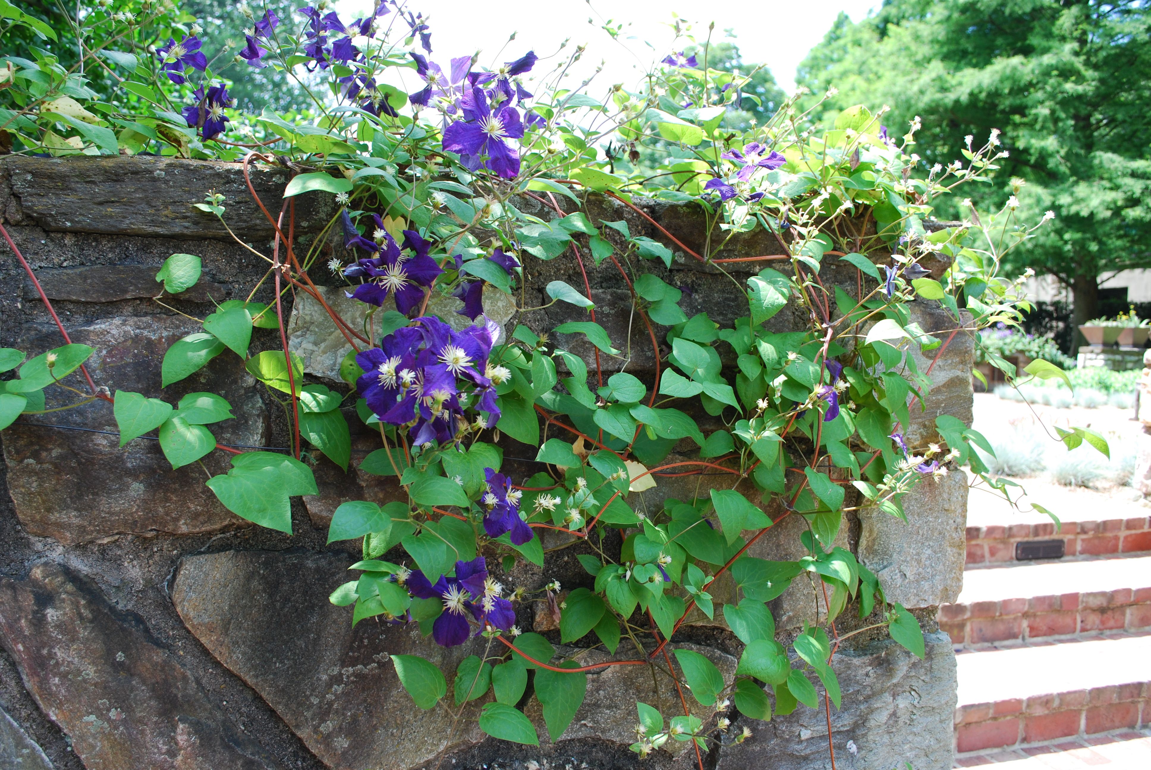 flowering vines york new the vines contrast which planter flowering they stone These add to on