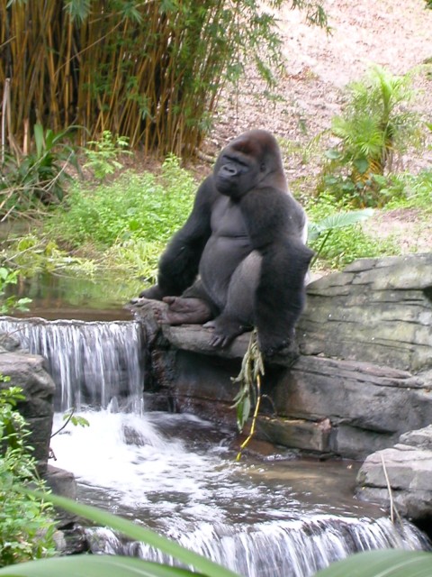 Relaxing Ape