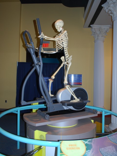 Skeletal Exercise Exhibit