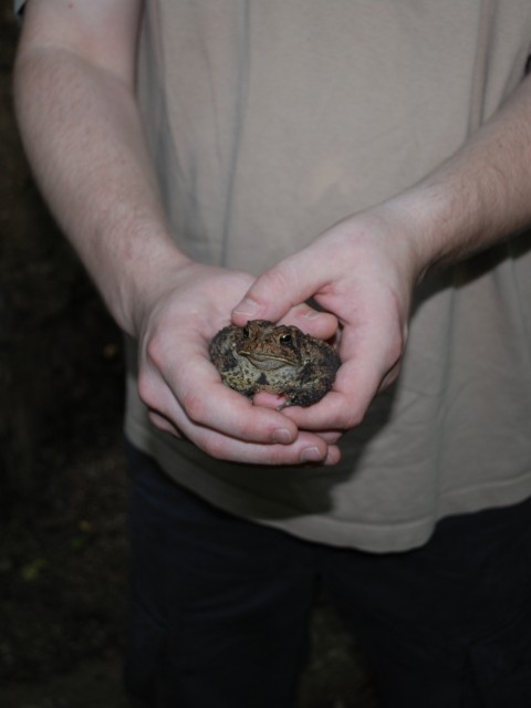 Caught you, you stinking toad!