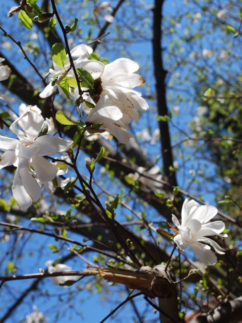 Trees in Bloom