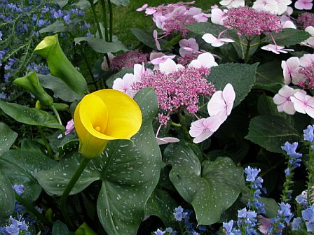 Yellow Tulip