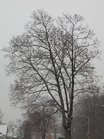 Naked Tree in Winter