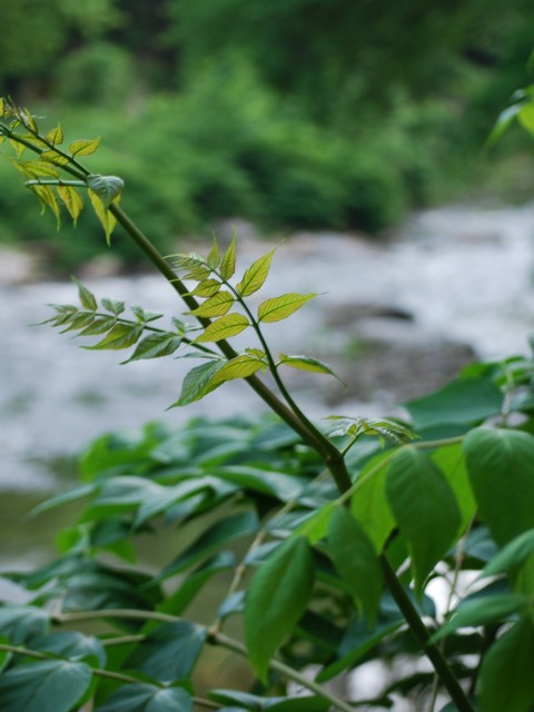 Diverse Ecology of the Wissahickon