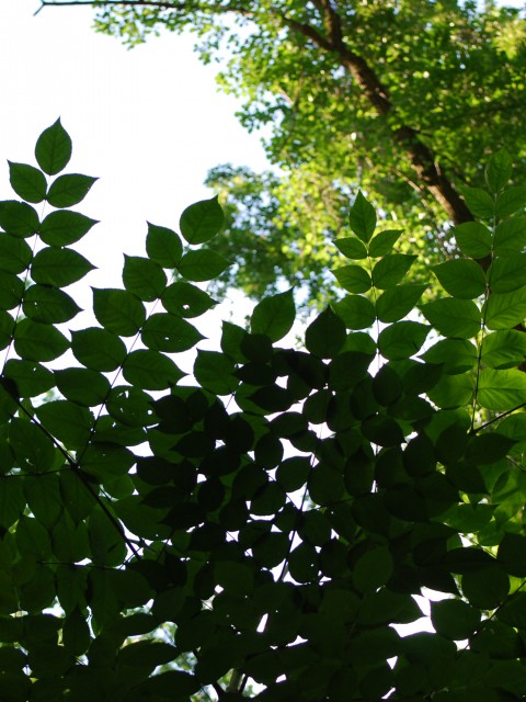 Wissahickon Creek Foliage