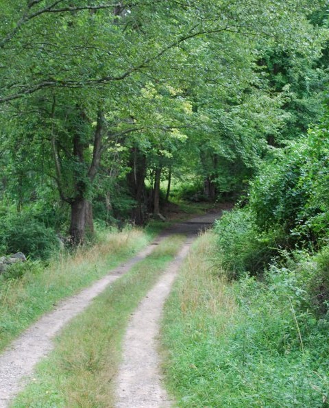 Wooded Country Road