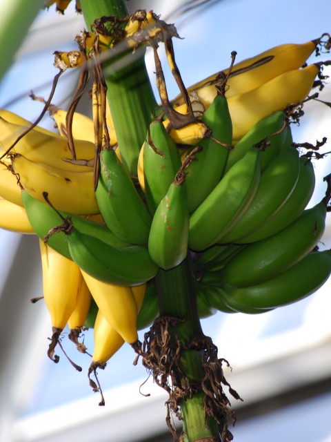 Bananas Up Close