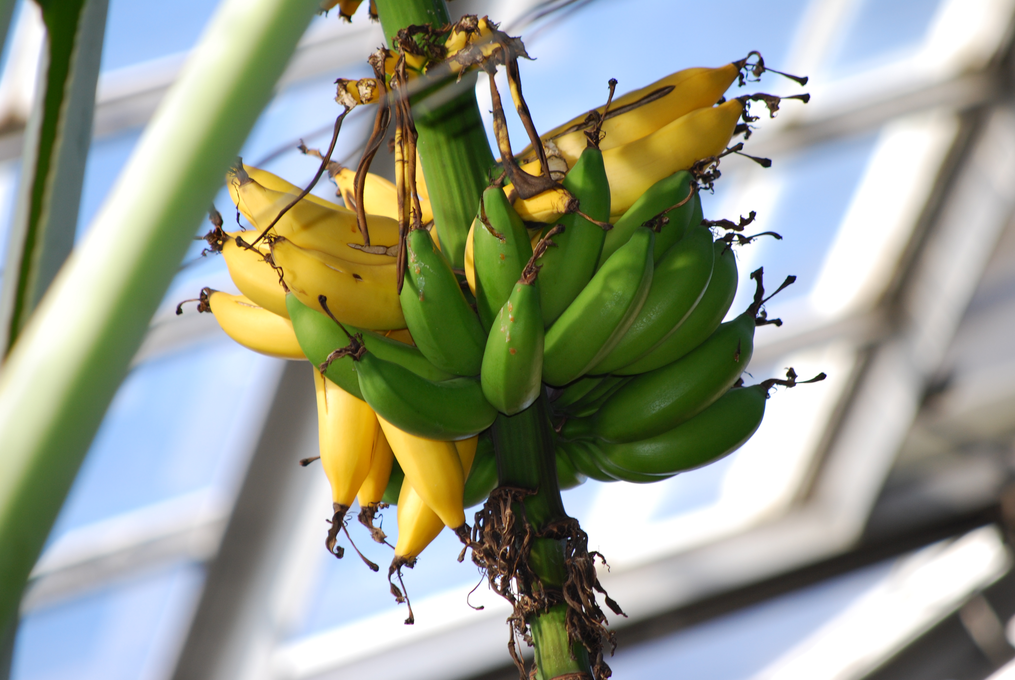 Страны выращивающие бананы