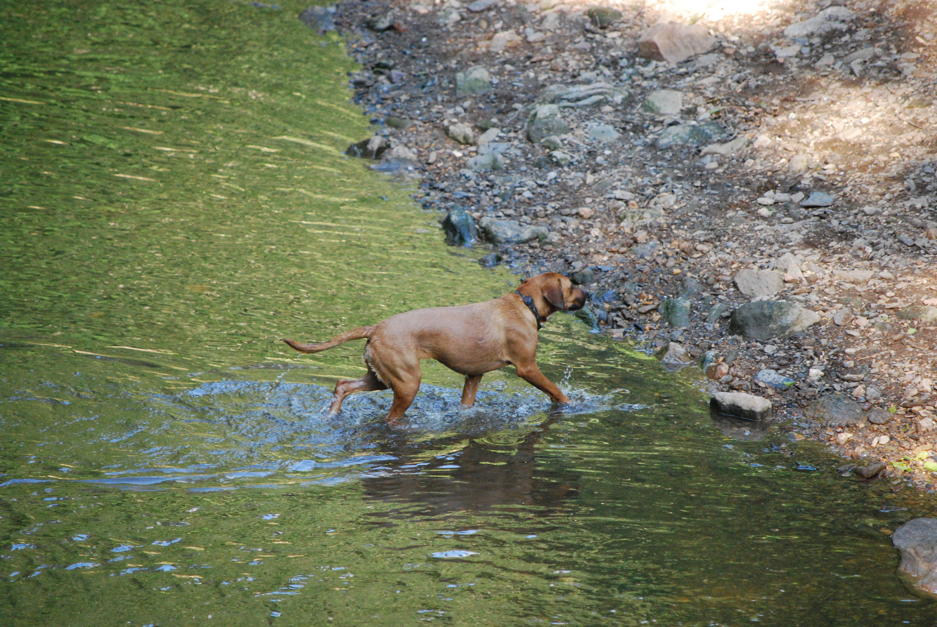 Dogs love wading in water