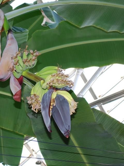 Flowering Bananas