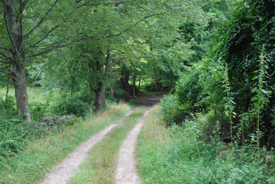 Country Road Through the Wooded Farmlands of Westchester County